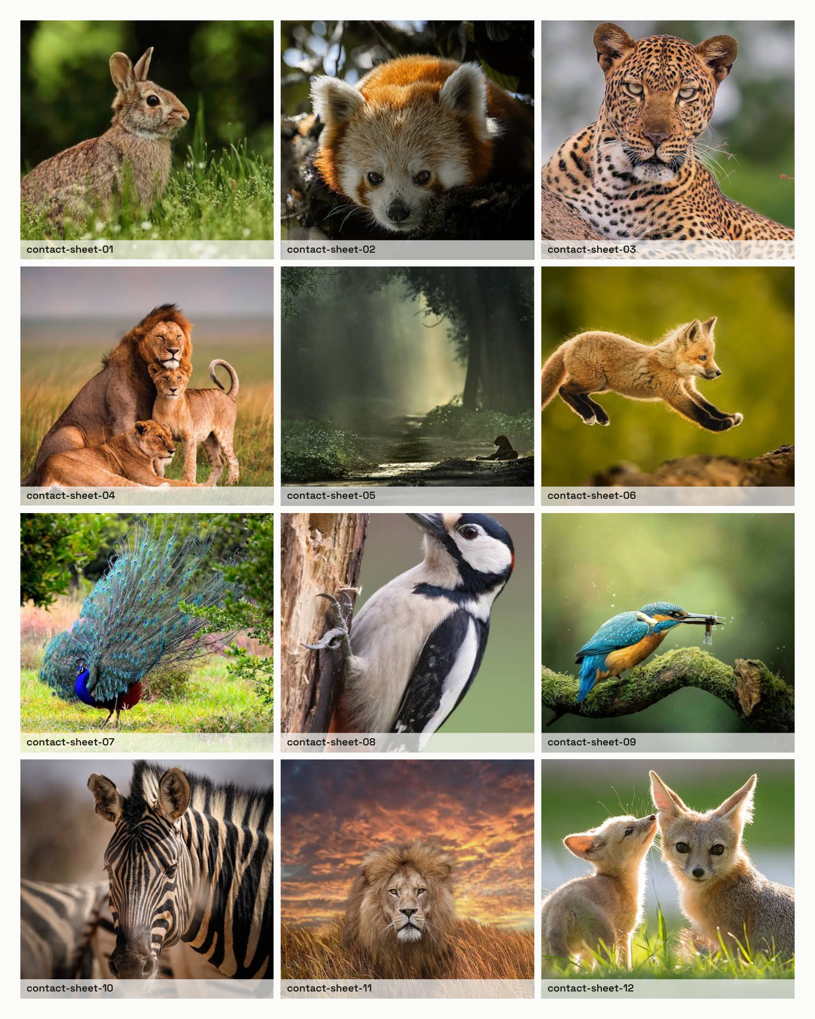 Contact Sheets Maker product image 1